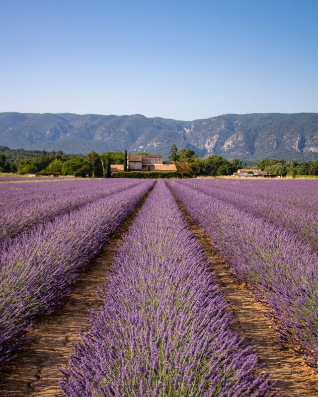 lavender fields in provence- summer living in provence- MY STYLISH FRENCH BOX