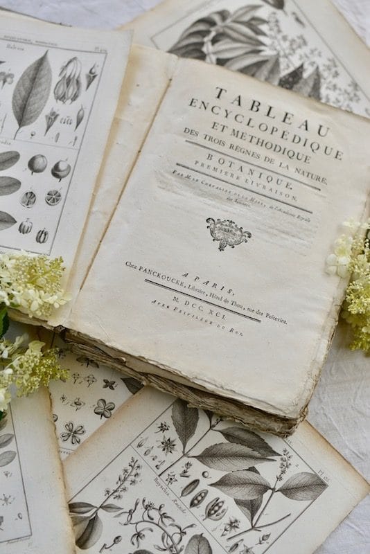 Antique botanical print- My Stylish French Box August 2019