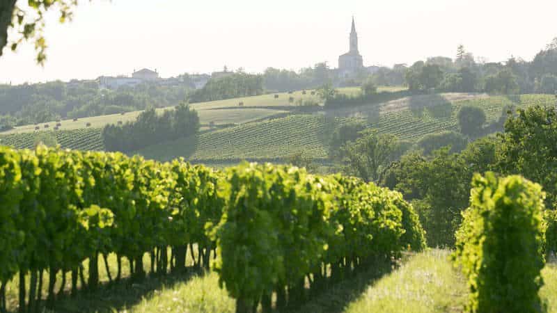 elegant wine tasting: enchanting vineyards in bordeaux
